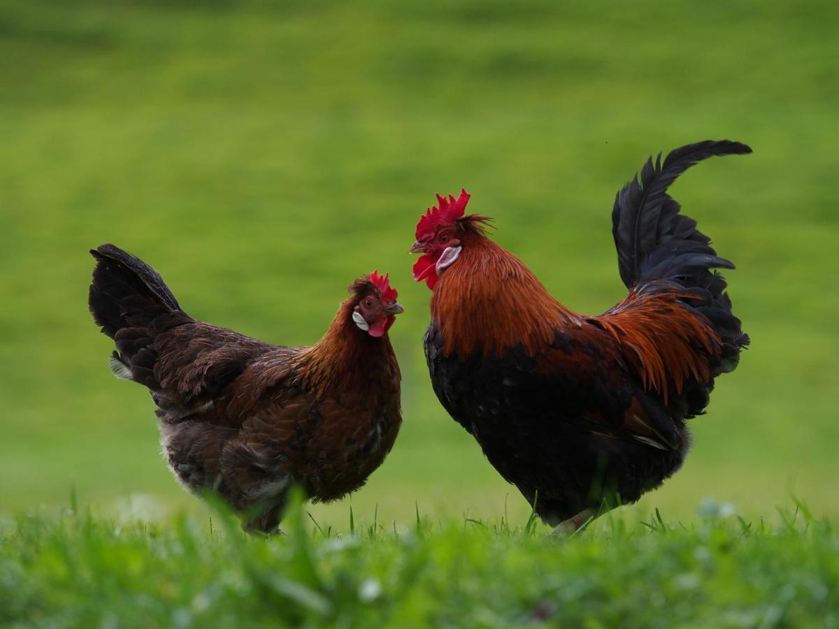 فيلا Tourist Farm Senkova Domacija زغورنجي جيزرسكو المظهر الخارجي الصورة